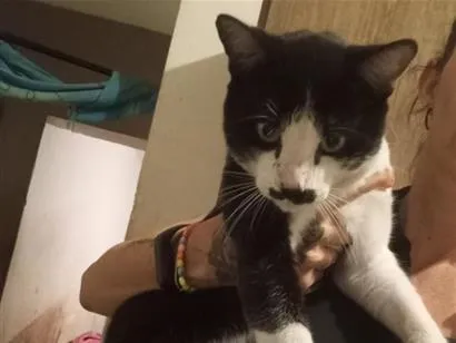 Gato raça SRD-ViraLata idade 7 a 11 meses nome Tom