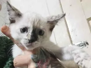 Gato raça SRD-ViraLata idade Abaixo de 2 meses nome Atena