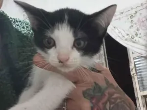 Gato raça SRD-ViraLata idade Abaixo de 2 meses nome Tom