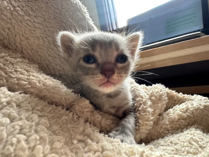 Gato raça Siamês idade Abaixo de 2 meses nome Juanita e coleguinhas