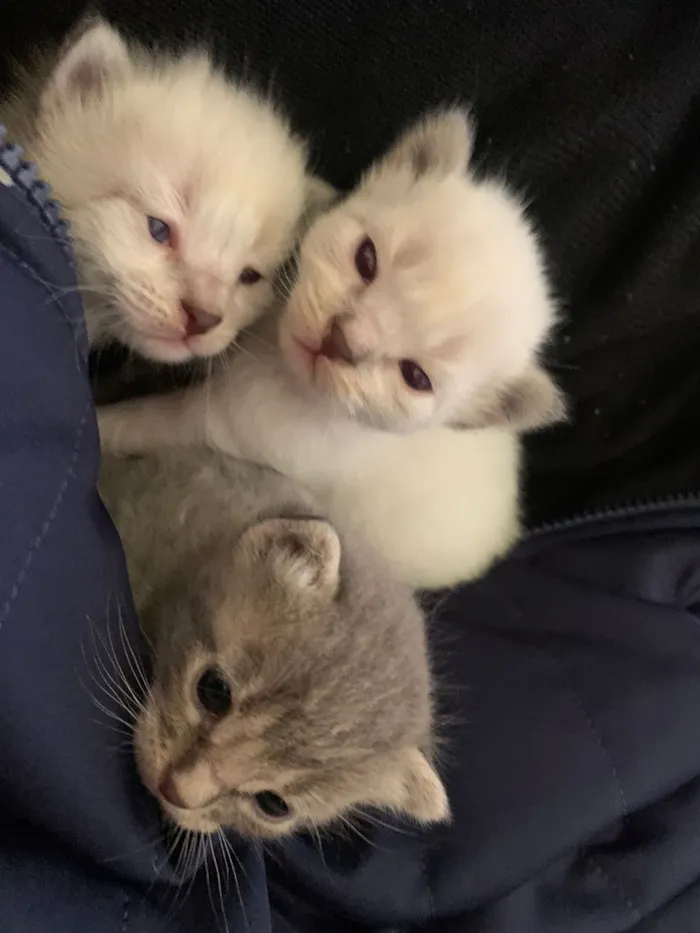 Gato raça Siamês idade Abaixo de 2 meses nome Juanita e coleguinhas