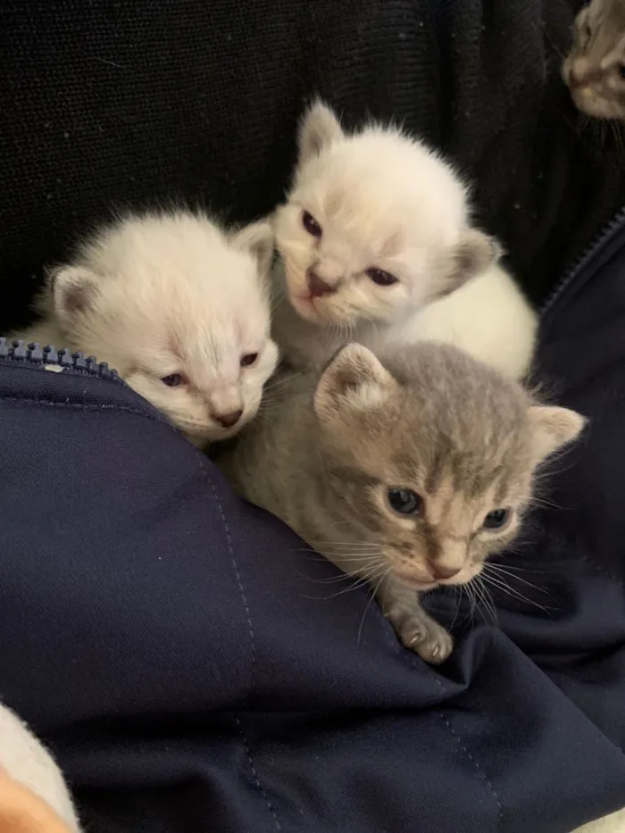 Gato raça Siamês idade Abaixo de 2 meses nome Juanita e coleguinhas