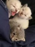Juanita e coleguinhas