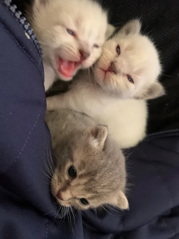 Gato raça Siamês idade Abaixo de 2 meses nome Juanita e coleguinhas