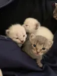 Juanita e coleguinhas