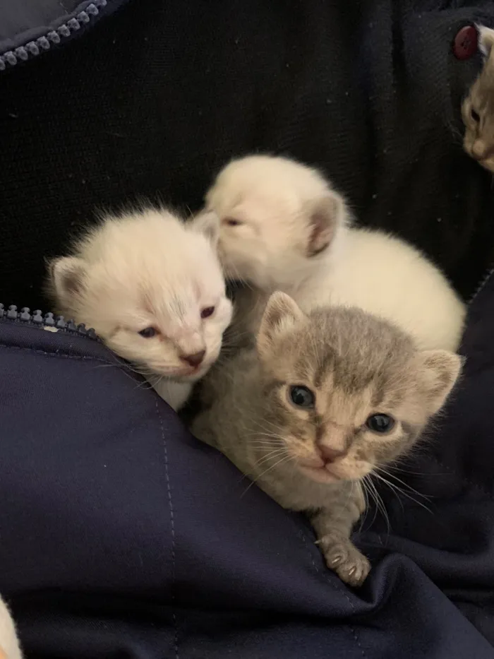 Gato raça Siamês idade Abaixo de 2 meses nome Juanita e coleguinhas