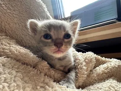 Gato raça Siamês idade Abaixo de 2 meses nome Juanita e coleguinhas