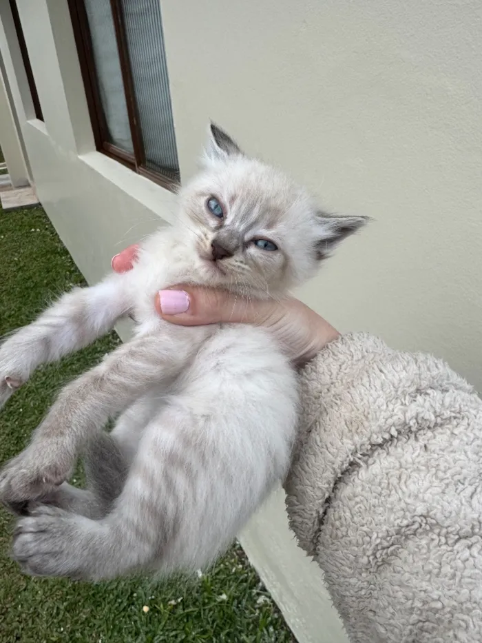 Gato raça SRD-ViraLata idade Abaixo de 2 meses nome Dengoso