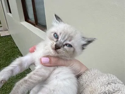 Gato raça SRD-ViraLata idade Abaixo de 2 meses nome Dengoso