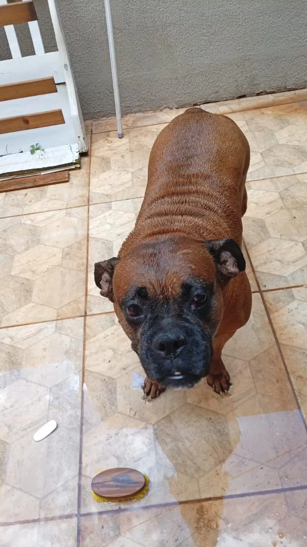 Cachorro raça Boxer idade 6 ou mais anos nome luna