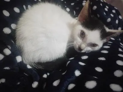 Gato raça SRD-ViraLata idade 7 a 11 meses nome Ambrósio