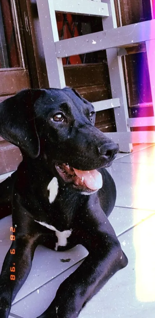 Cachorro raça SRD-ViraLata idade 1 ano nome Aurora