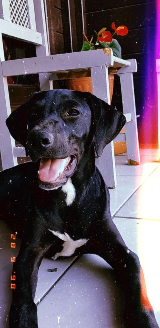 Cachorro raça SRD-ViraLata idade 1 ano nome Aurora