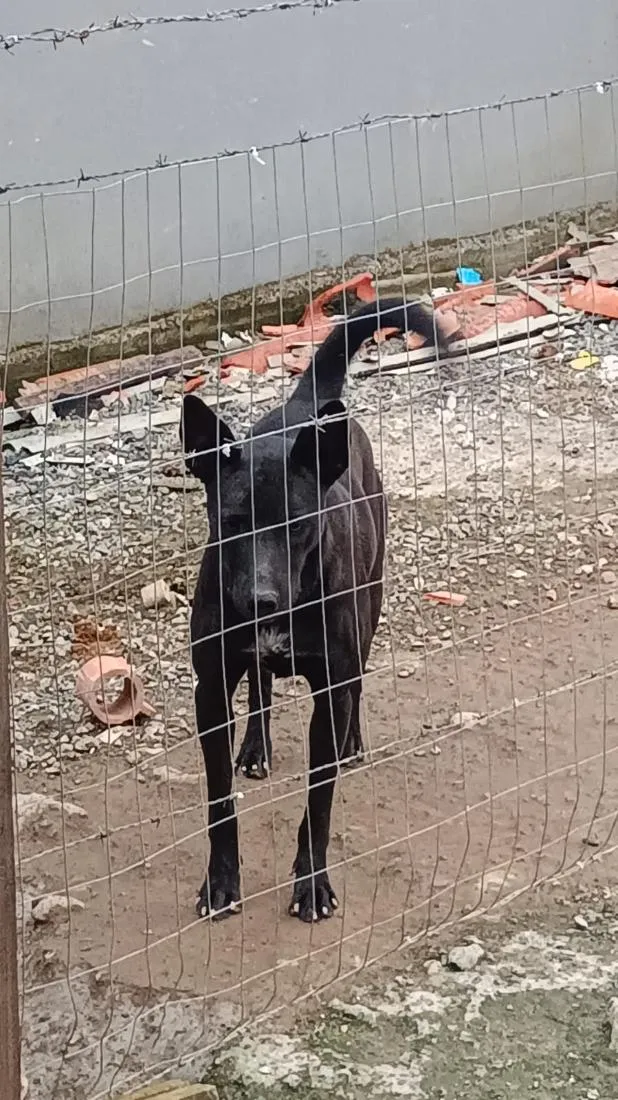 Cachorro raça SRD-ViraLata idade 1 ano nome Aurora