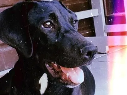 Cachorro raça SRD-ViraLata idade 1 ano nome Aurora
