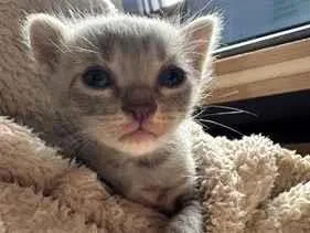 Gato raça Siamês idade Abaixo de 2 meses nome Juanita e coleguinhas