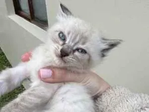 Gato raça SRD-ViraLata idade Abaixo de 2 meses nome Dengoso