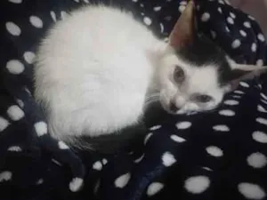 Gato raça SRD-ViraLata idade 7 a 11 meses nome Ambrósio