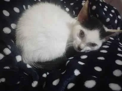 Gato raça SRD-ViraLata idade 7 a 11 meses nome Ambrósio