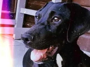 Cachorro raça SRD-ViraLata idade 1 ano nome Aurora
