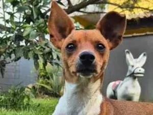 Cachorro raça SRD-ViraLata idade 7 a 11 meses nome Toquinho