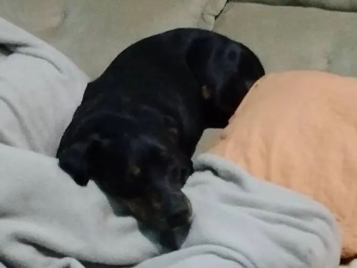 Cachorro raça Pit-Bull idade 4 anos nome valente 
