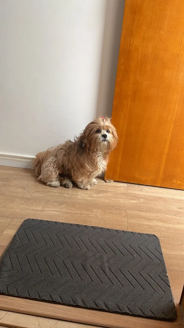 Cachorro raça Shitzu idade 3 anos nome Luna