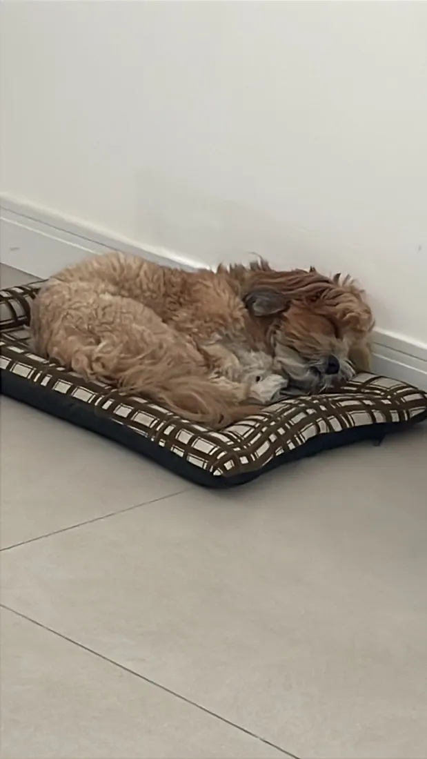 Cachorro raça Shitzu idade 3 anos nome Luna