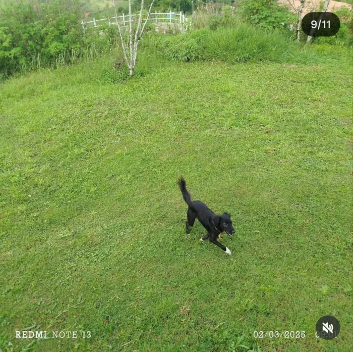 Cachorro raça SRD-ViraLata idade 2 anos nome Buma 