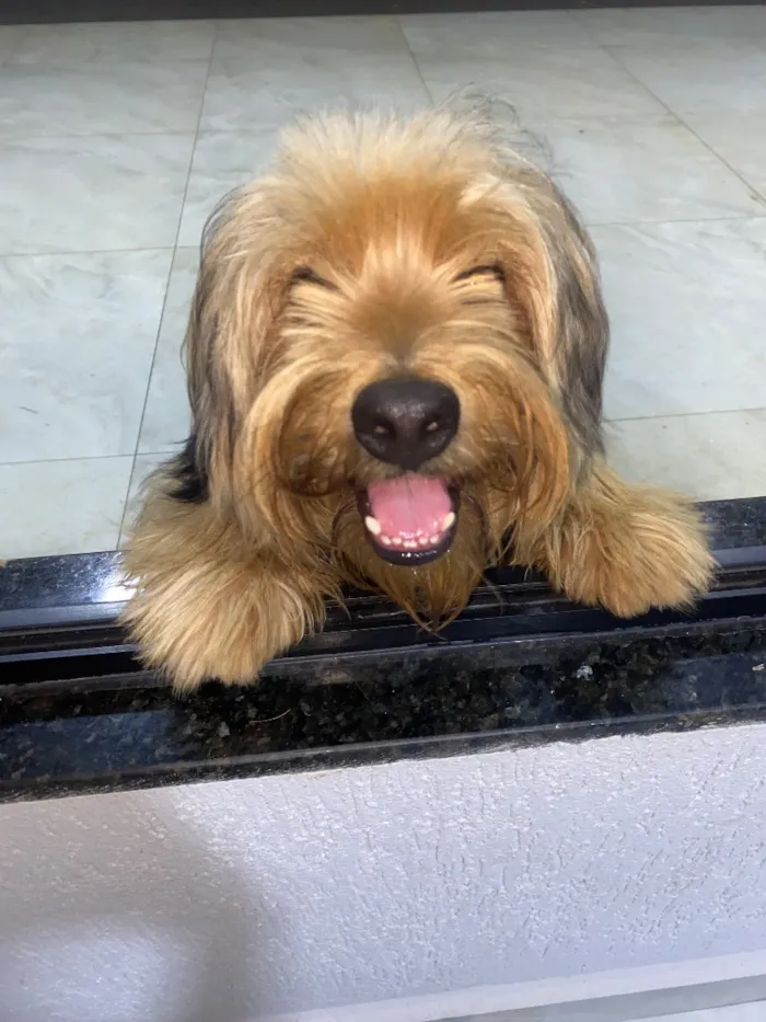 Cachorro raça SRD-ViraLata idade 7 a 11 meses nome Theo