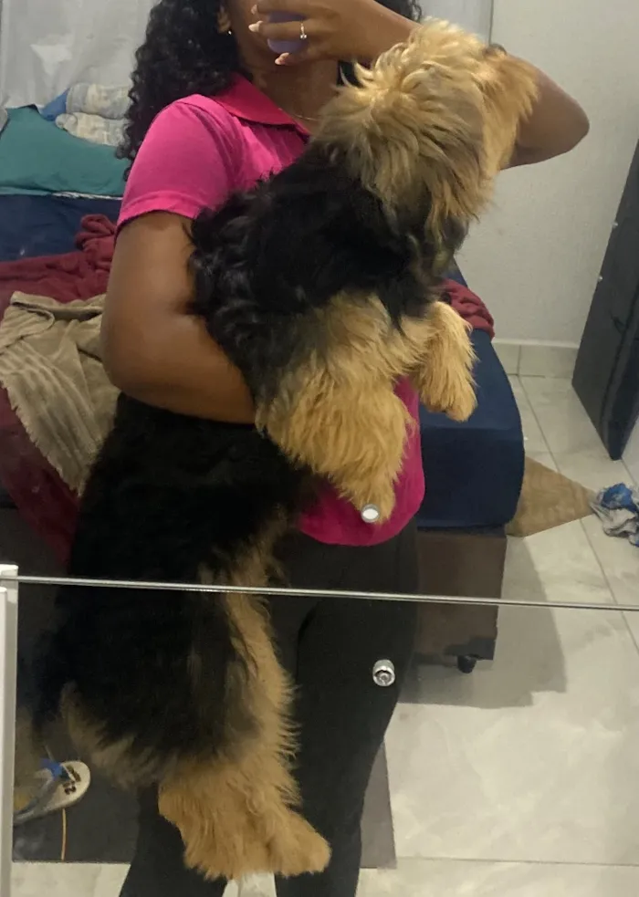 Cachorro raça SRD-ViraLata idade 7 a 11 meses nome Theo