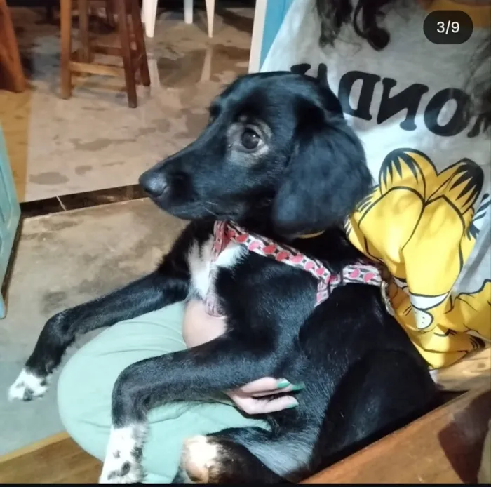 Cachorro raça SRD-ViraLata idade 2 anos nome Buma 