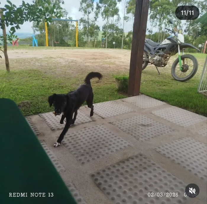 Cachorro raça SRD-ViraLata idade 2 anos nome Buma 