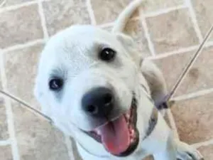 Cachorro raça SRD-ViraLata idade 2 a 6 meses nome Lola