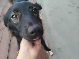 Cachorro raça SRD-ViraLata idade 2 anos nome Buma 