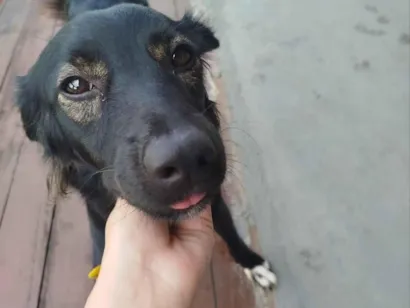 Cachorro raça SRD-ViraLata idade 2 anos nome Buma 