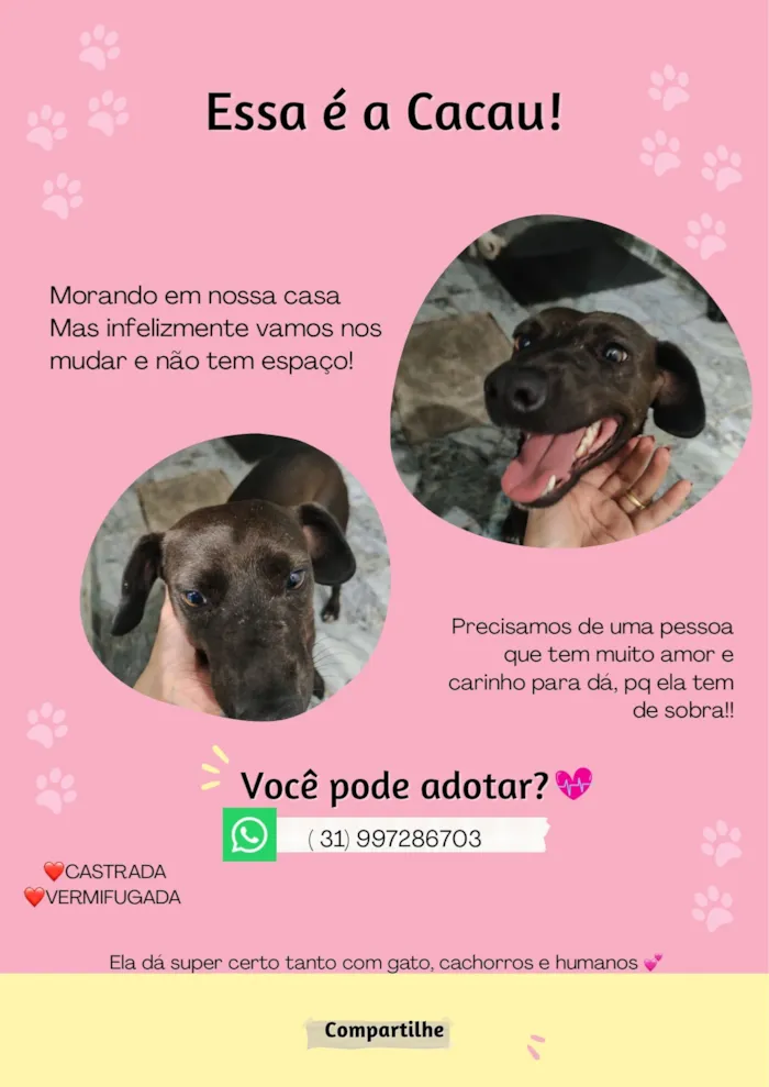 Cachorro raça SRD-ViraLata idade 1 ano nome Cacau 