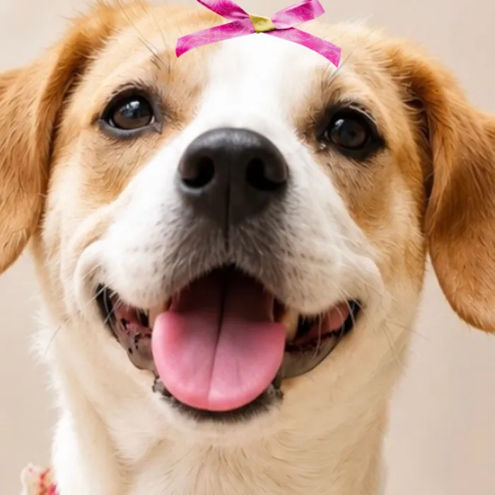 Cachorro raça SRD-ViraLata idade 2 anos nome Mavie