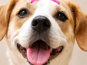 Cachorro raça SRD-ViraLata idade 2 anos nome Mavie