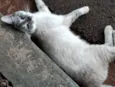 Gatinha 