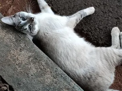 Gato raça SRD-ViraLata idade 7 a 11 meses nome Gatinha 