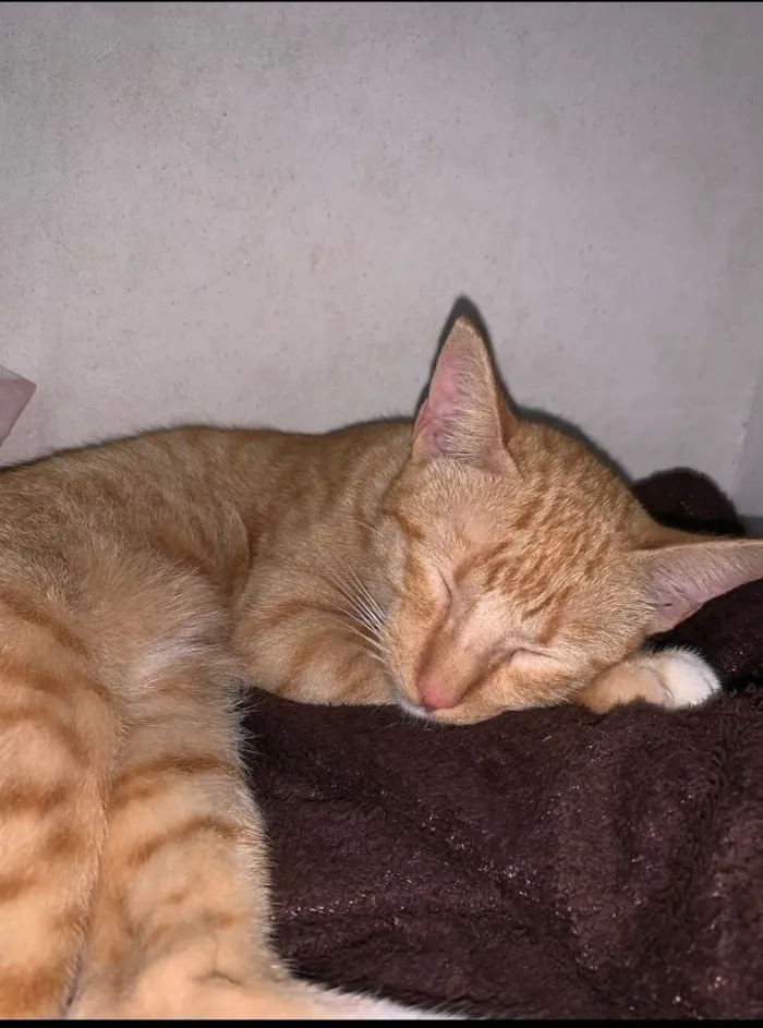 Gato raça SRD-ViraLata idade 1 ano nome Simba