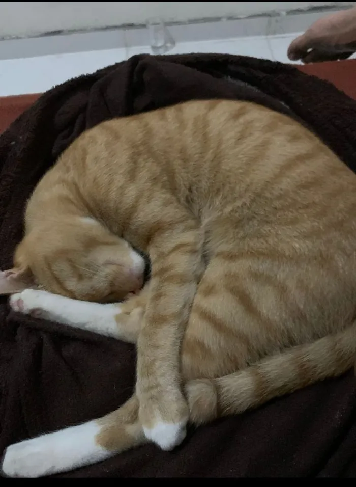 Gato raça SRD-ViraLata idade 1 ano nome Simba