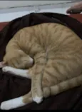 Simba
