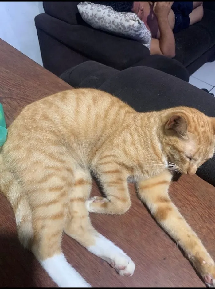 Gato raça SRD-ViraLata idade 1 ano nome Simba