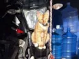 Simba