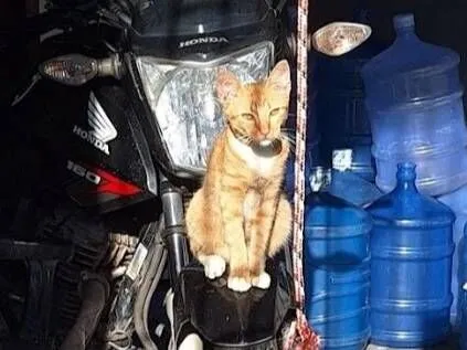 Gato raça SRD-ViraLata idade 1 ano nome Simba