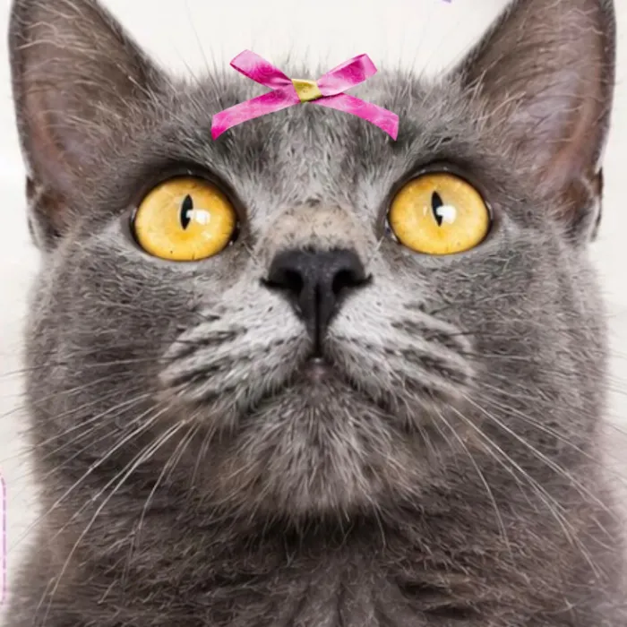 Gato raça SRD-ViraLata idade 1 ano nome Safira 