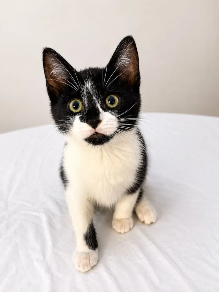 Gato raça SRD-ViraLata idade 2 a 6 meses nome Robin