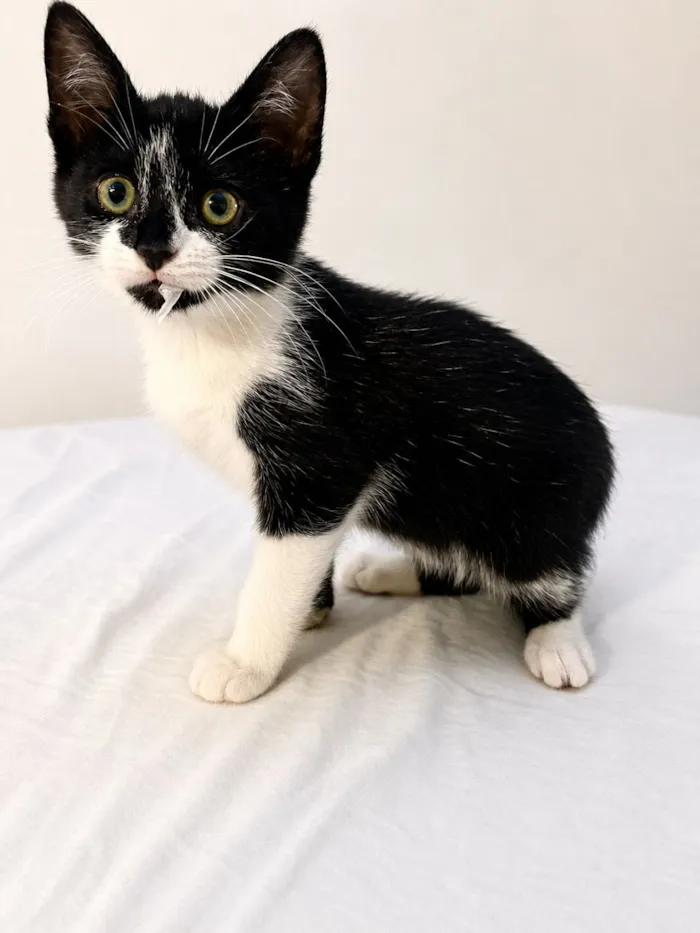 Gato raça SRD-ViraLata idade 2 a 6 meses nome Robin